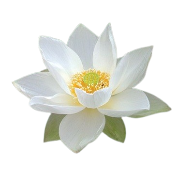 Fleur de Lotus Blanc
